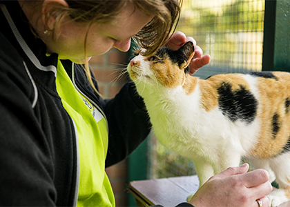 Kat_Dierenbescherming_Goed_Doel_Steun_Loterij_Samen_Poes_Kater_Opvang_420x300.jpg