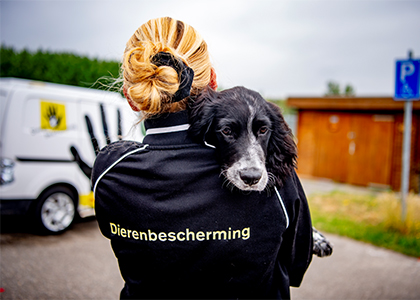 Dog_Dierenbescherming_Goed_Doel_Steun_Loterij_Samen_hond_Opvang_420x300.jpg