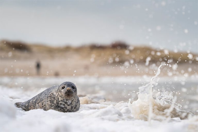 Earth_Day_Zeehonden_600x400 (1).jpg