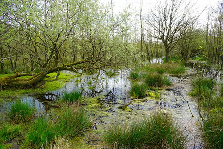 ARK_Rewilding_Earth_Day_600x400 (1).jpg