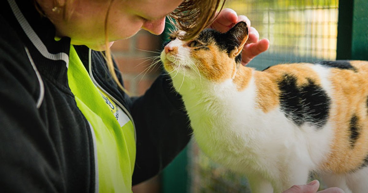 Een nieuw leven voor dieren in nood - Postcode Loterij