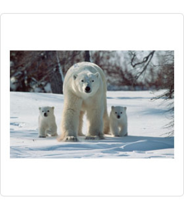 2664_fullimage_credit foto natura_minden pictures_mitsuaki iwago.jpg