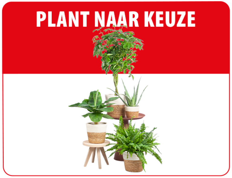 Plant_Naar_Keuze_P8265_Nog_meer_prijzen_285x220_@2x.png