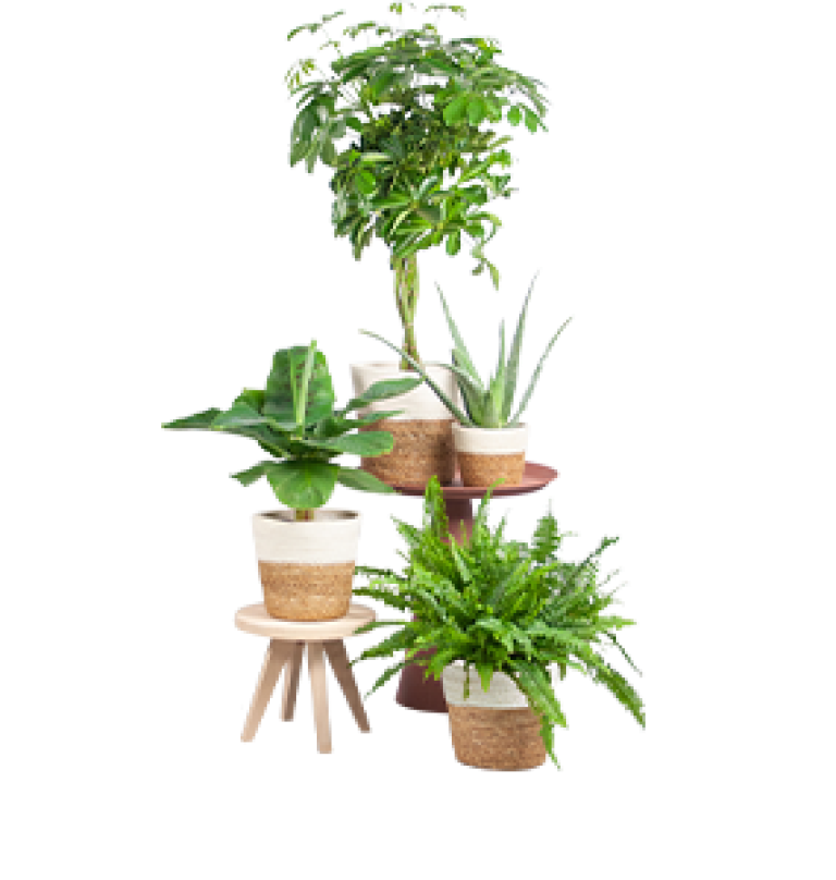 Plant_Keuze_2023_apr_285x300.png
