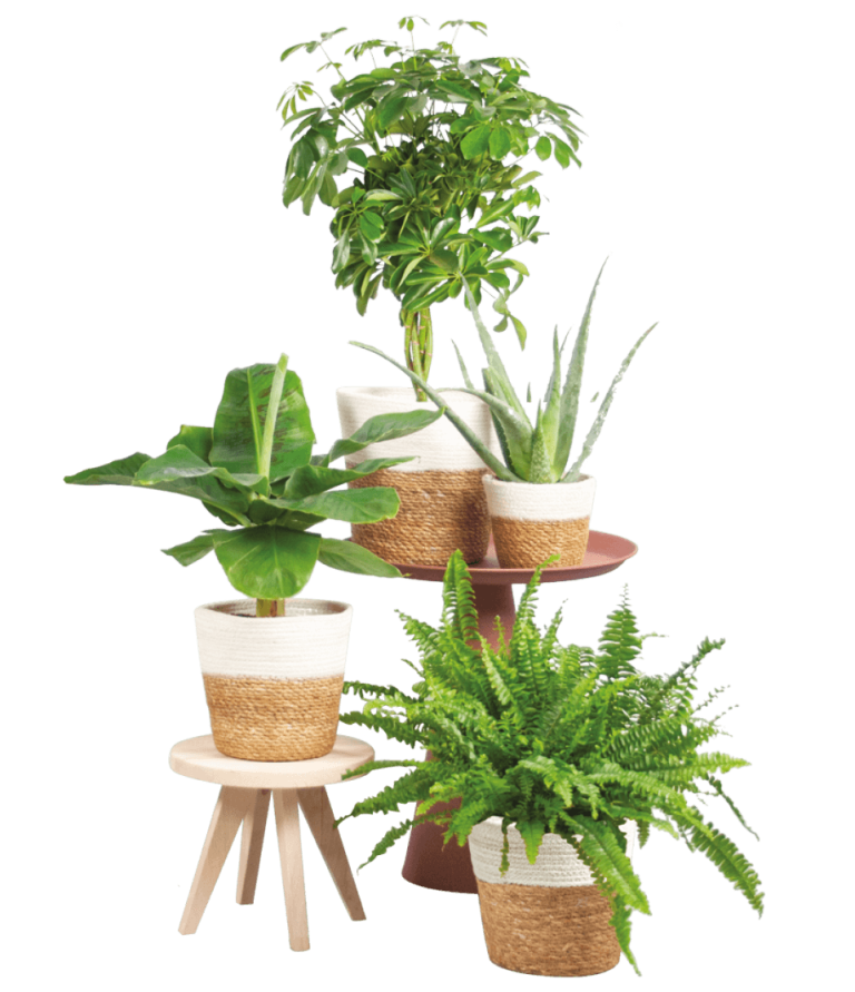 Een aantal mooie planten