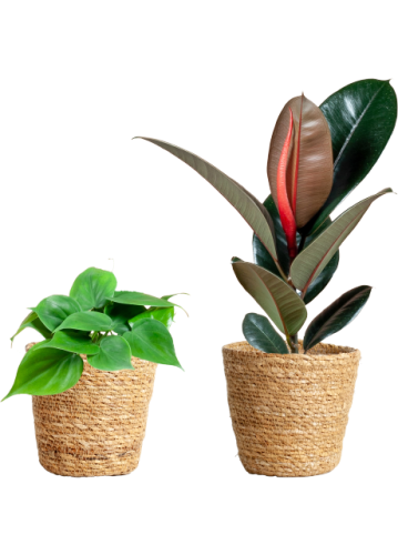 Ficus Elastica & Philodendron Scandens - Postcode Loterij