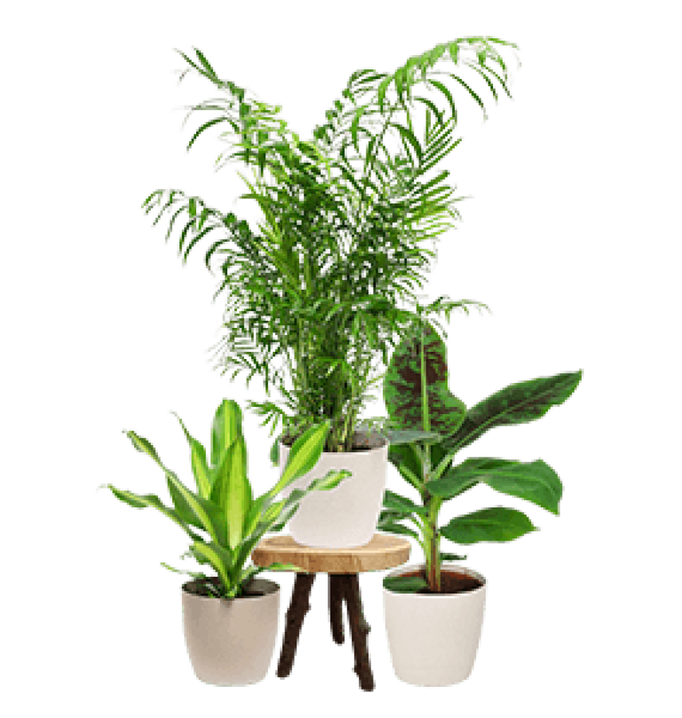 Prijs_Carousel 285x300 Seas Plant.png.png